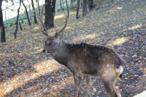 Leśny Park Niespodzianek w Ustroniu
